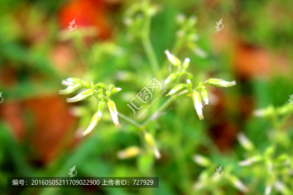 球序卷耳花