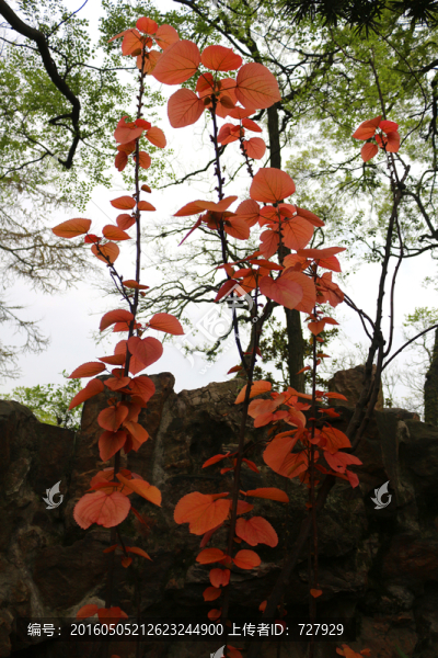 山麻桿,紅葉