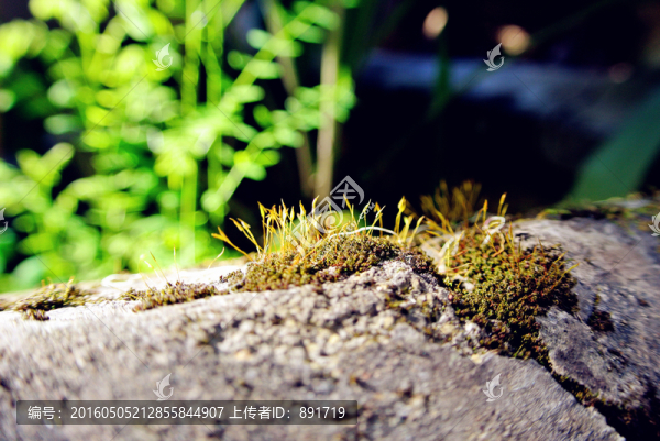 苔蘚紋理