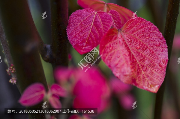 山麻桿紅葉