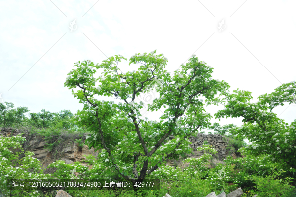 果樹(shù),,綠樹(shù)