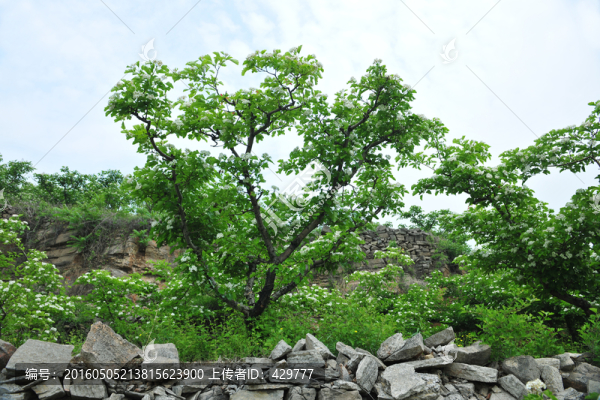 綠樹