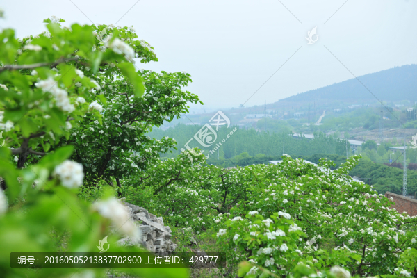果園,山楂園