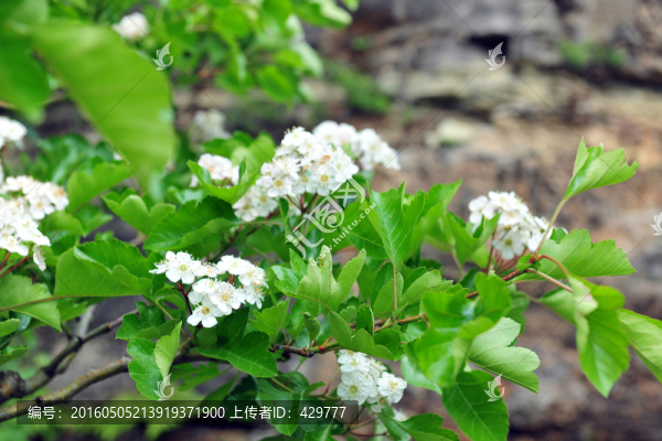 白色花,,山楂