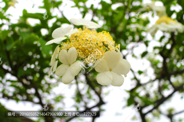 瓊花