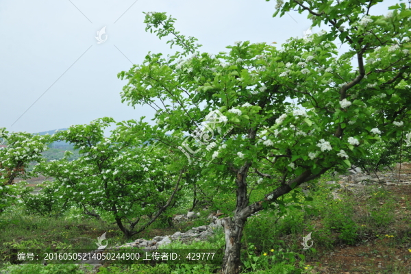 山楂樹,,山楂園