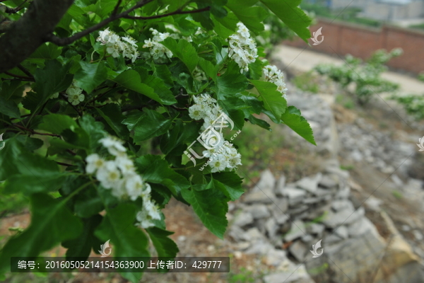 山楂花,,白色花