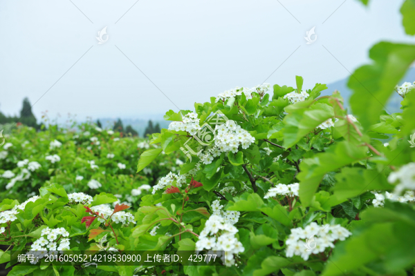 山楂園,,山楂花