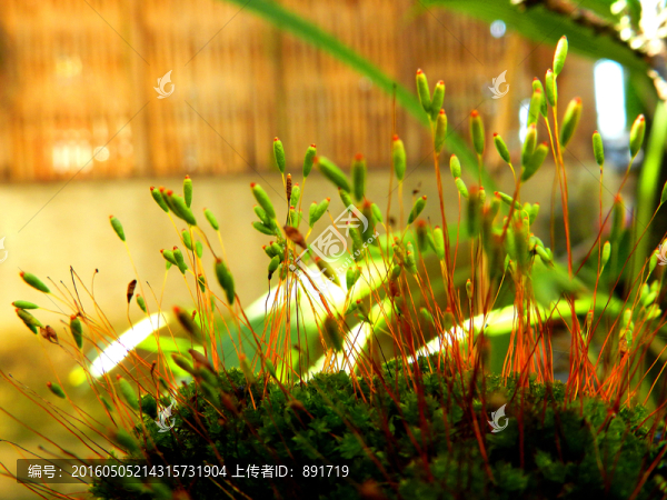 苔蘚陽光