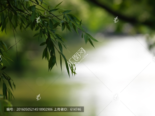 春天的意境