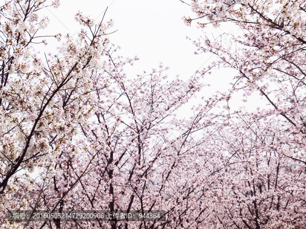 櫻花