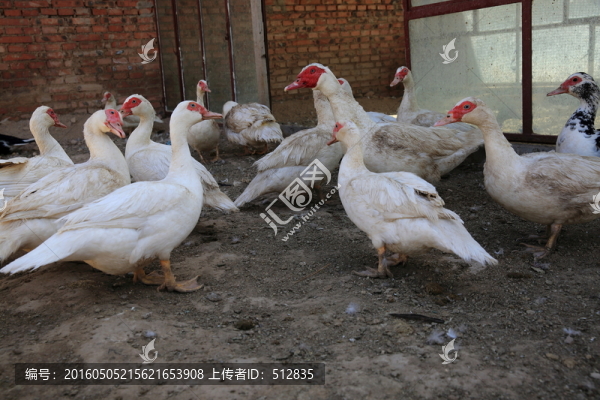 養(yǎng)殖