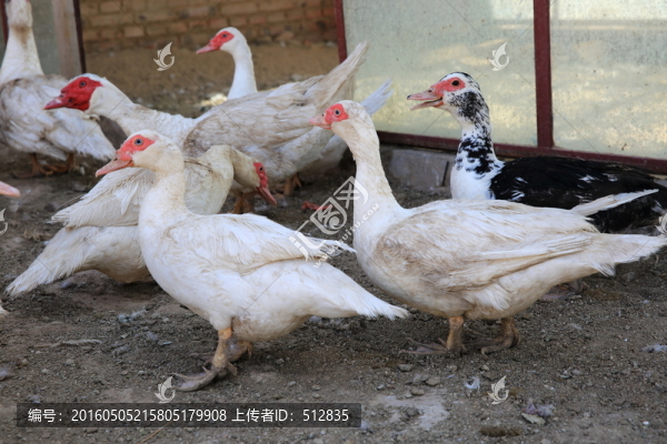 非洲雁