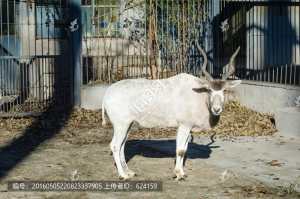 旋角羚