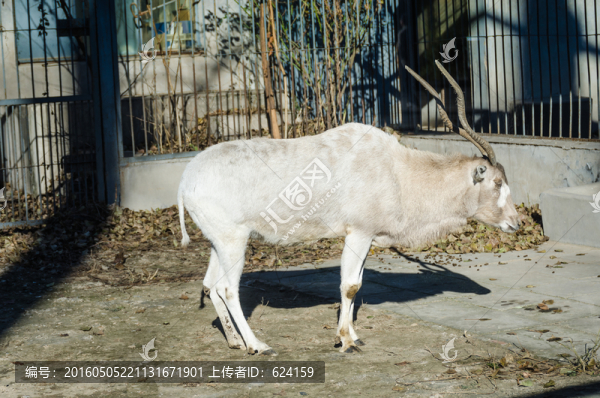 旋角羚