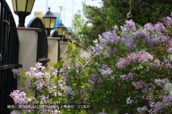 丁香花