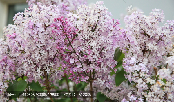 丁香花