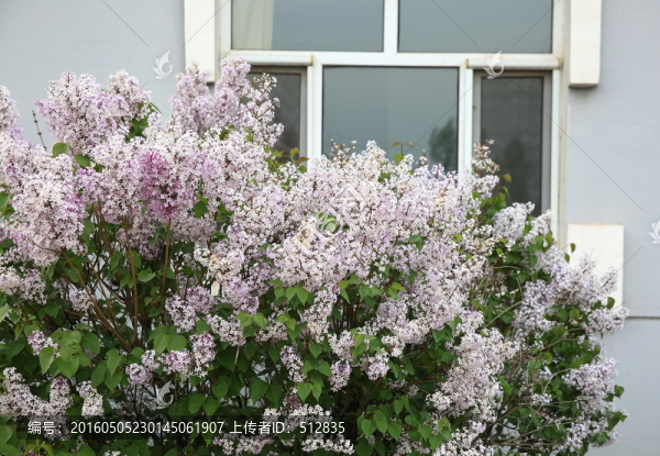 丁香花