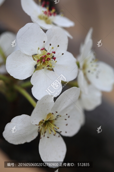 梨花