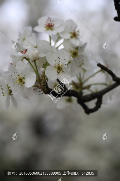 梨花