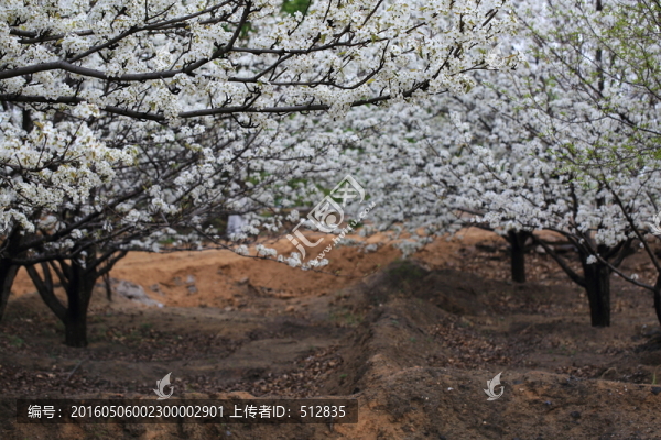 梨花