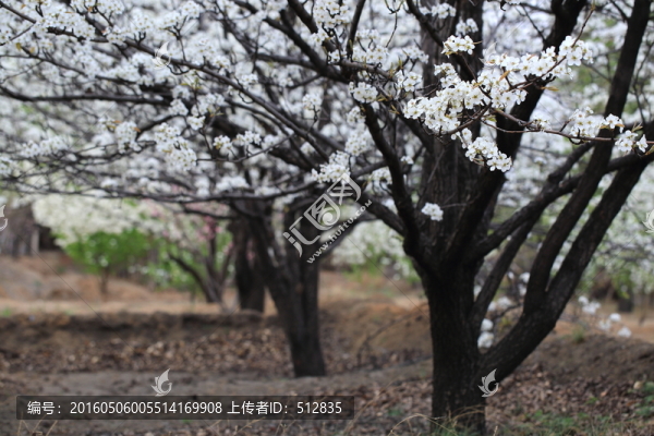 梨樹