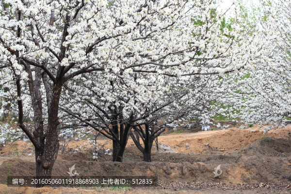 梨花