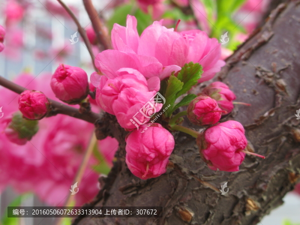 花卉