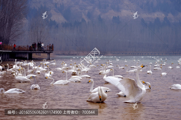山西平陸三灣天鵝湖