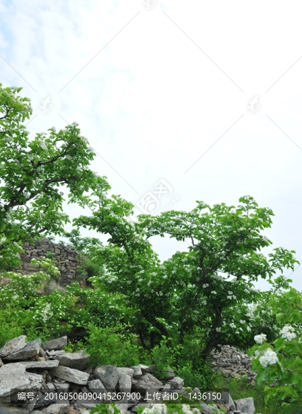 綠樹,,樹木