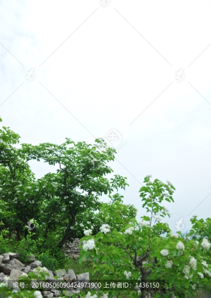山楂樹