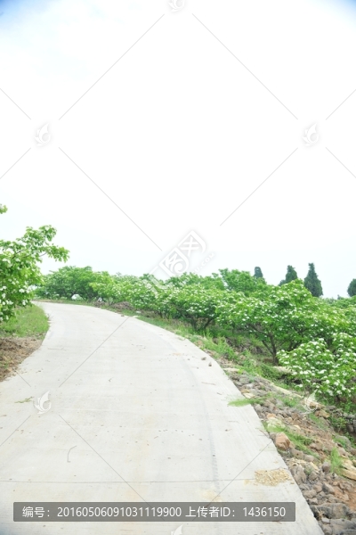 路
