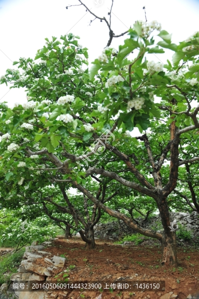 山楂樹(shù)