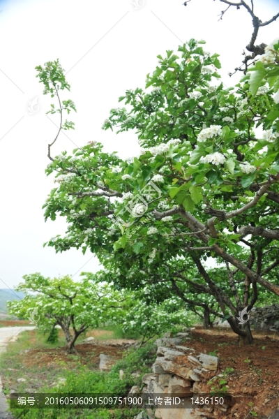 山楂樹(shù)