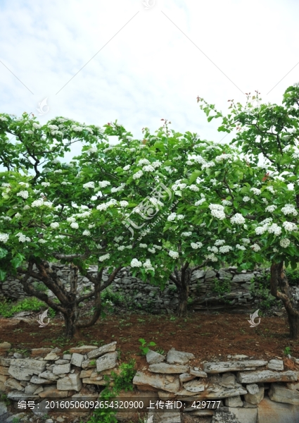果樹開花