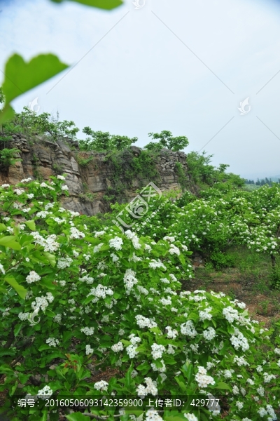 山楂樹(shù),果園