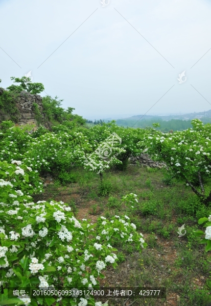 果園,山楂園