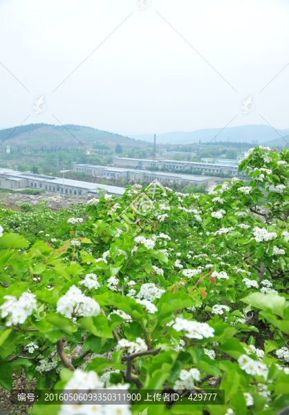 果園,山楂園