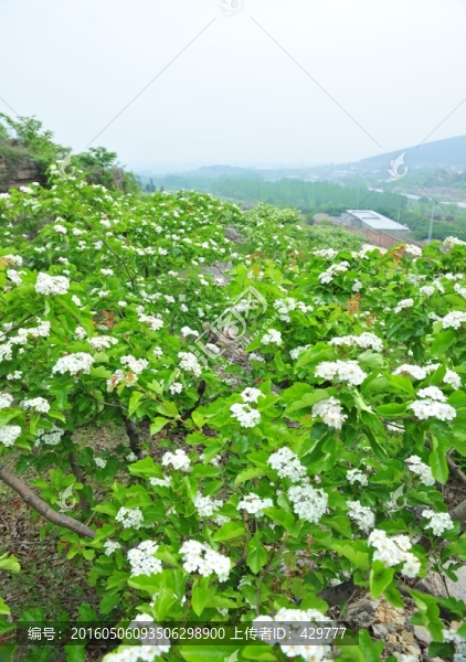 白色山楂花