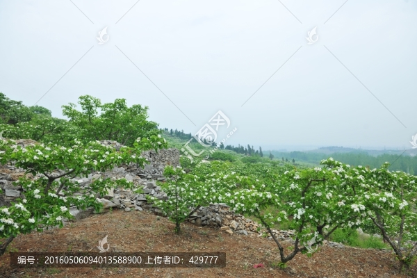 山楂園
