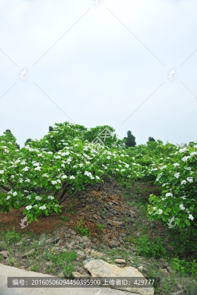 山楂花,,山楂園
