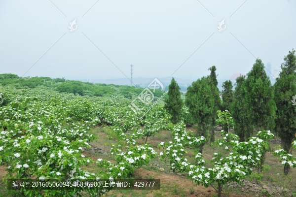 果園