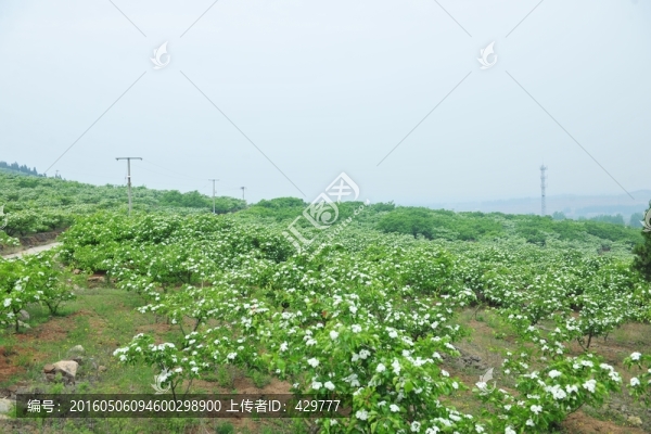 山楂園,山楂樹