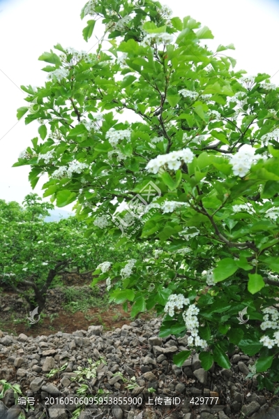 綠樹(shù)