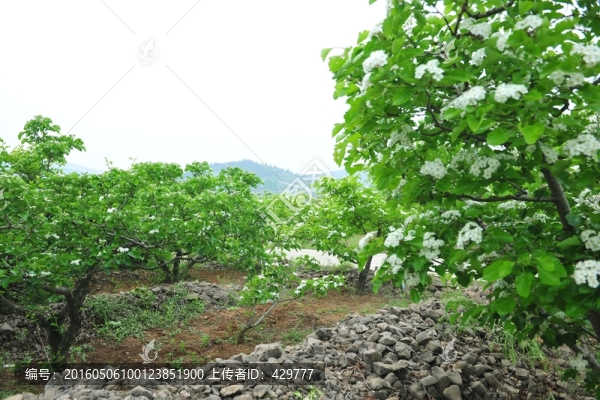 果園,果樹