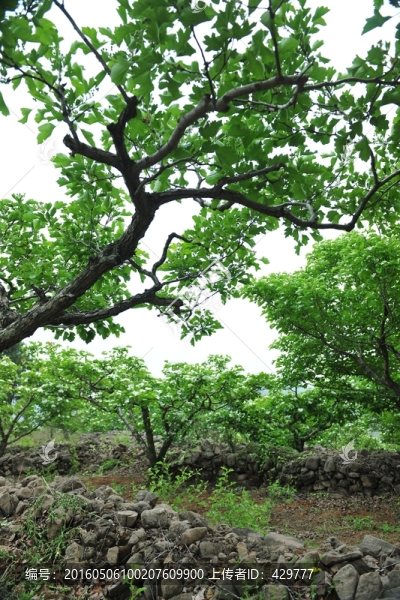 綠樹