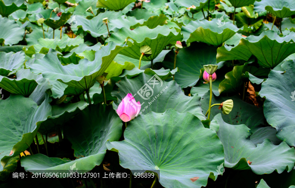 荷葉荷花