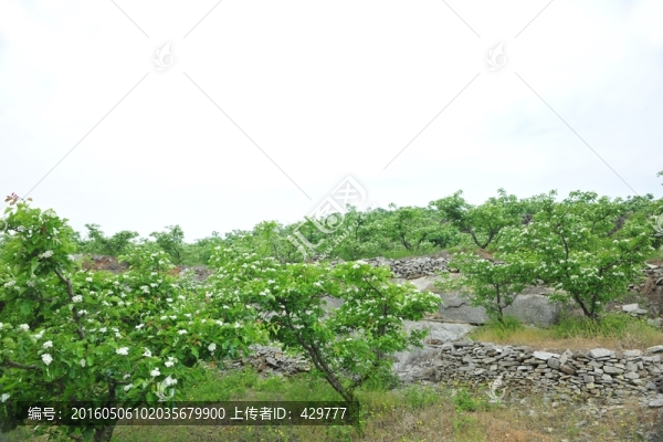 果園,果樹
