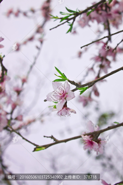 桃花特寫(xiě)
