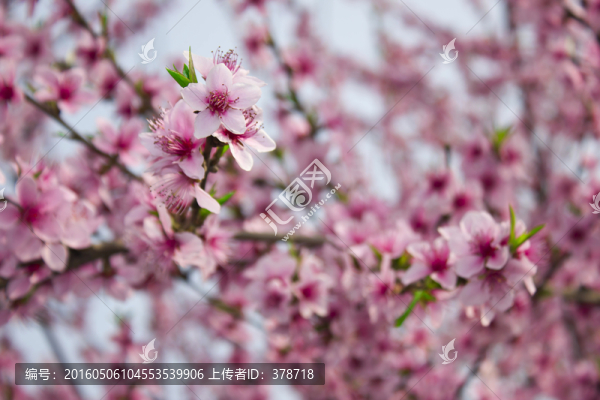 桃花特寫